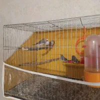 دو جفت فنچ با یدونه تک
