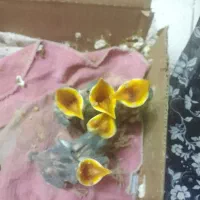 جوجه مینا