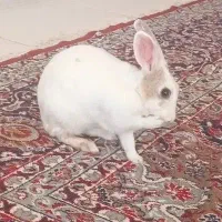 خرگوش خانگی