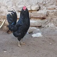 فروش جوجه از یک روز تا نیمچه دم‌ تخم و تخم مرغ