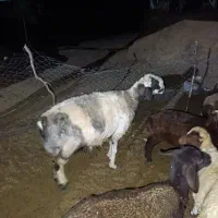 6راس میش 4 راس بره