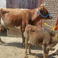 گاو همدانی اصل