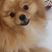 پامر نر