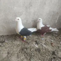 فروش دوکتی