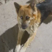 سگ نگهبان