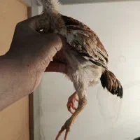 مرغ و خروس