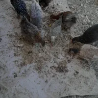 جوجه