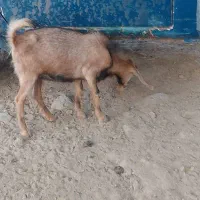 گوسفند یکی بربری هست