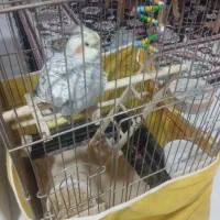 عروس هلندی گل باقالی ماده
