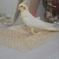 عروس هلندی ماده