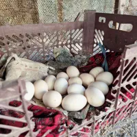 تخم مرغ نطفه دار گلین