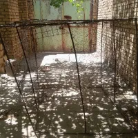 قفس کبوتر