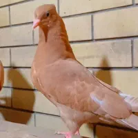 جفت جوجه سینه زرد پرتقالی