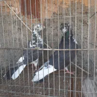 کفتر سینه ماش