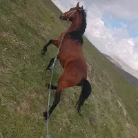 اسب کورد