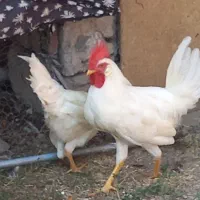 خروس سفید