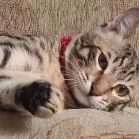 واگذاری گربه خانگی