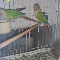 گرینچک گرینچیک. مولد