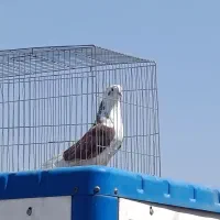 کفتر نر با قفس ۸۰۰ فوری