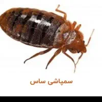شرکت سمپاشی عقرب موش مار ساس موریانه تضمینی