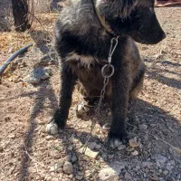 توله قدرجونی