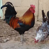 نیمچه خروس اصیل