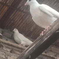 کبوتر
