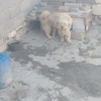 سگ پاکوتاه