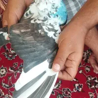 کبوتر