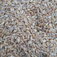 گندم شبرنگ )دروم  کیلویی ۵۰ مقطوع
