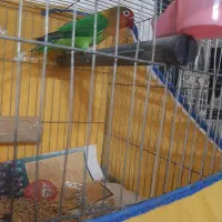 طوطی برزیلی کوتوله