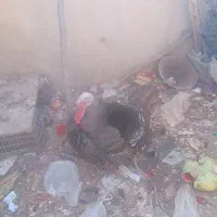 دوعدد بوقلمون نرماده