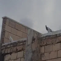 کفتر سفید چهار فصل