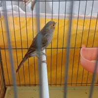 سهره خواص وقناری جوجه پارسالی نروماده دوسر خارجی