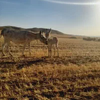 شیر الاغ