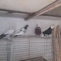 کبوتر .کفتر