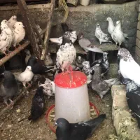 فروش کفتر پرشی