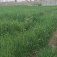 علف جو تازه