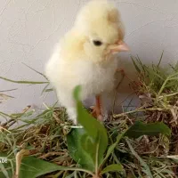 جوجه خروسک