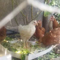 جوجه مرغ و جوجه خروس