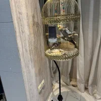 عروس هلندی مولد