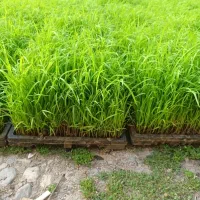 باکس نشا ( توم ) علی کاظمی و هاشمی