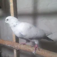 کفتر تهرانی