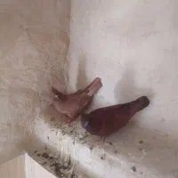 کبوتر سرخ وه زرد پلدختر