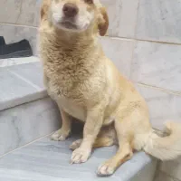سگ پا کوتاه ماده