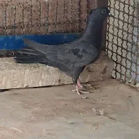 غلاغ دمگیر