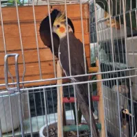 جفت عروس هلندی همراه با تخم و قفس و وسایل