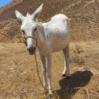 خر نر