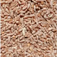 خریدار گندم قرمز