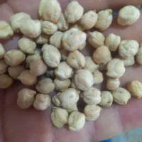 خریدار گندم جو نخد گرگرو...